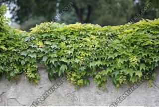 ivy 0003